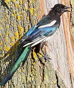 Eurasian Magpie