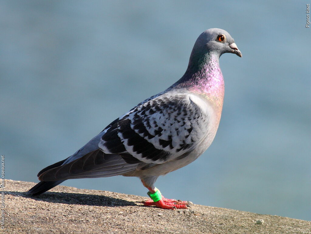 Pigeon biset