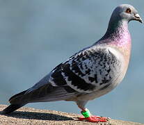 Pigeon biset