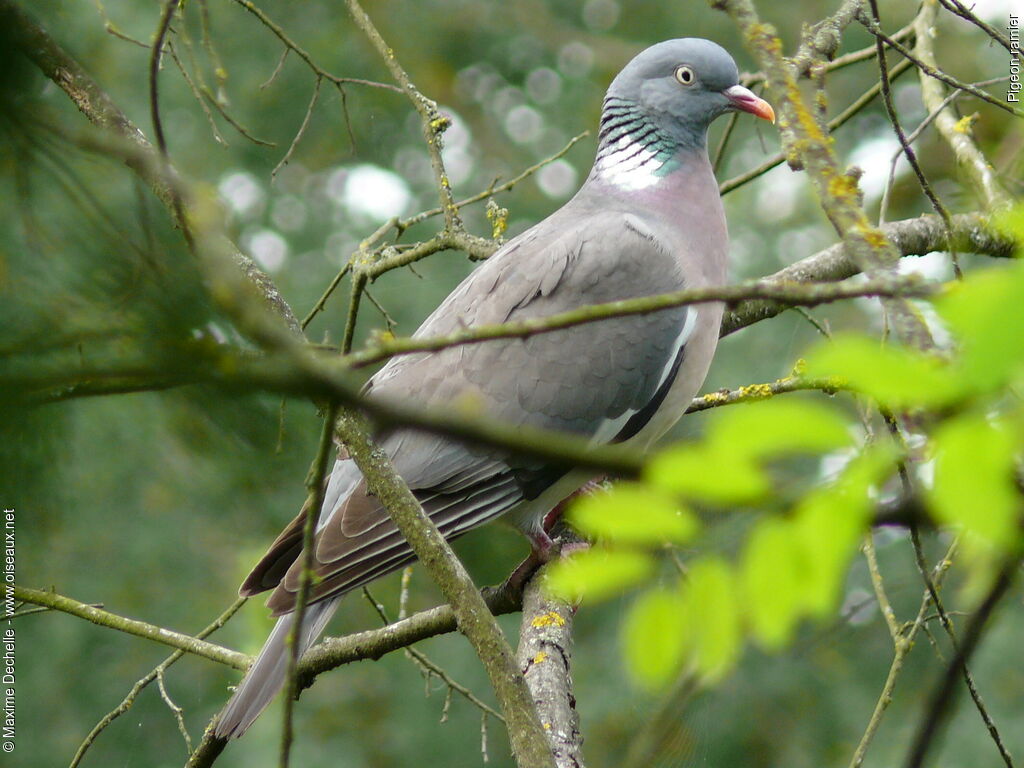 Common Wood Pigeon