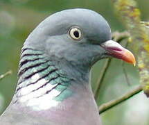 Common Wood Pigeon