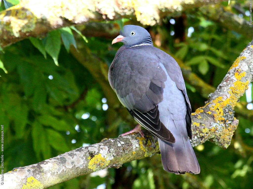 Common Wood Pigeon