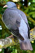 Common Wood Pigeon