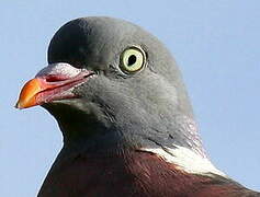 Common Wood Pigeon