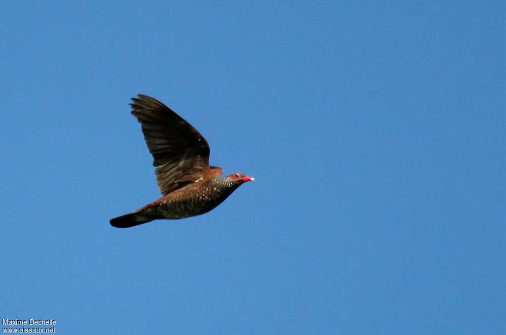 Scaled Pigeon male adult, pigmentation, Flight