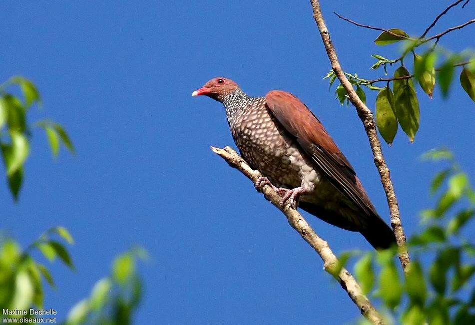 Scaled Pigeonadult, identification