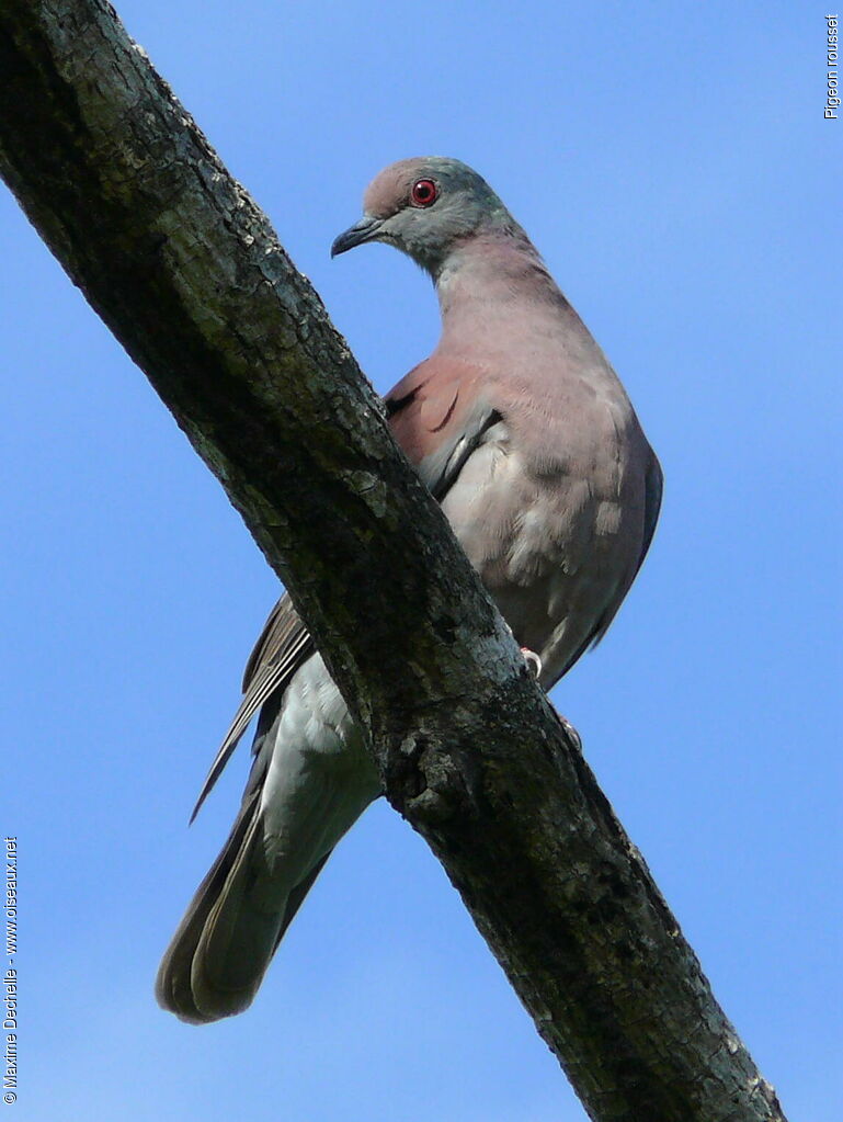 Pale-vented Pigeon