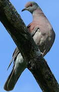 Pale-vented Pigeon