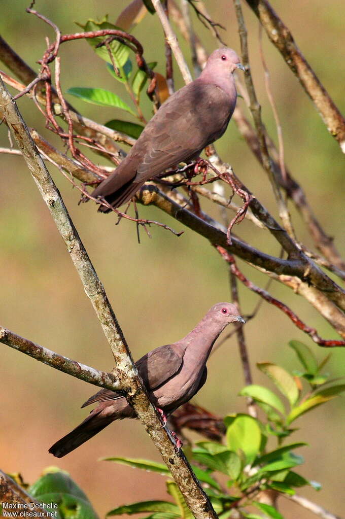 Ruddy Pigeonadult