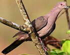 Pigeon vineux