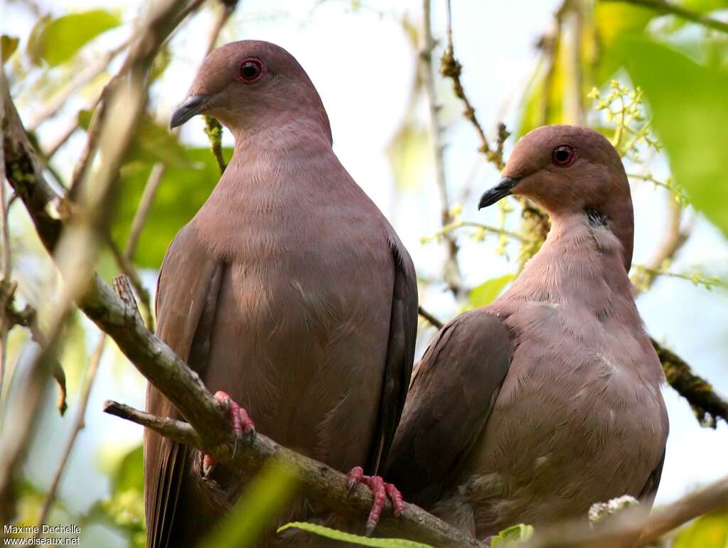 Ruddy Pigeonadult