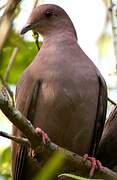 Ruddy Pigeon