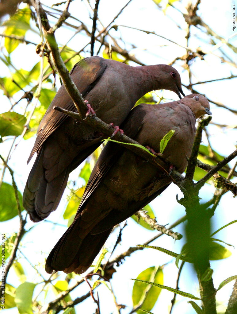 Pigeon vineux adulte, Comportement