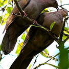 Pigeon vineux