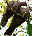 Pigeon vineux