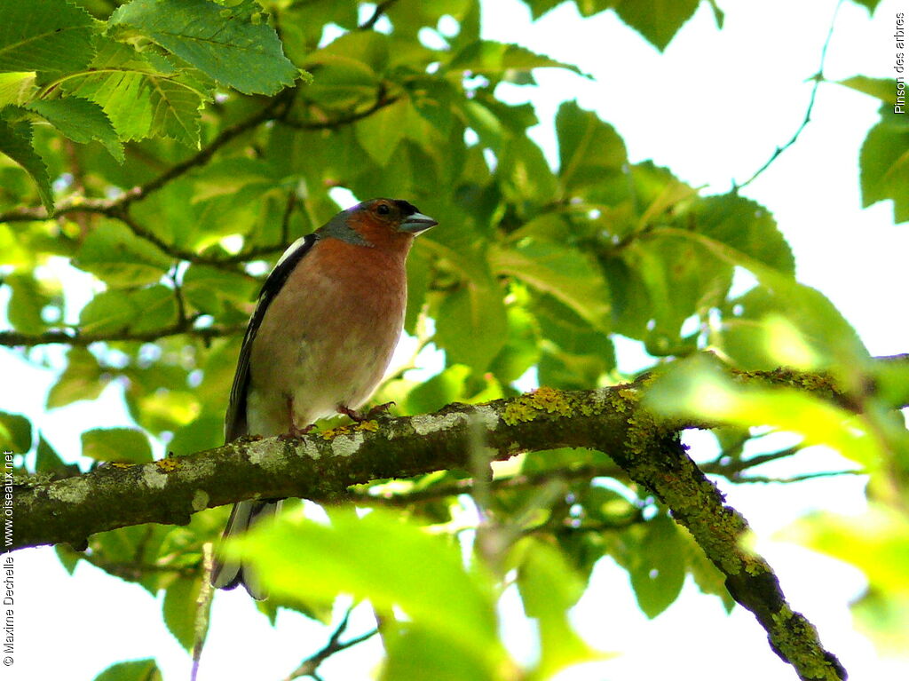 Eurasian Chaffinch