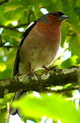 Eurasian Chaffinch