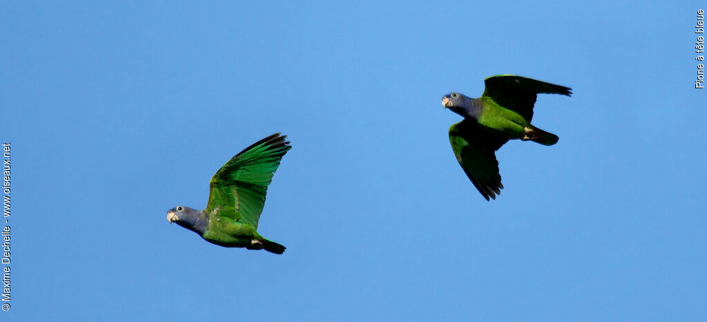 Blue-headed Parrot, Flight