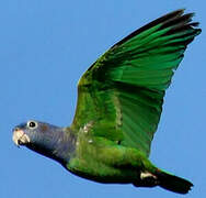 Blue-headed Parrot