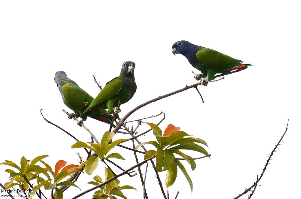 Blue-headed Parrotadult, identification