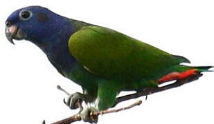 Blue-headed Parrot