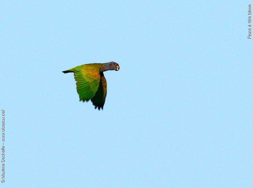 Blue-headed Parrot