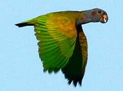 Blue-headed Parrot