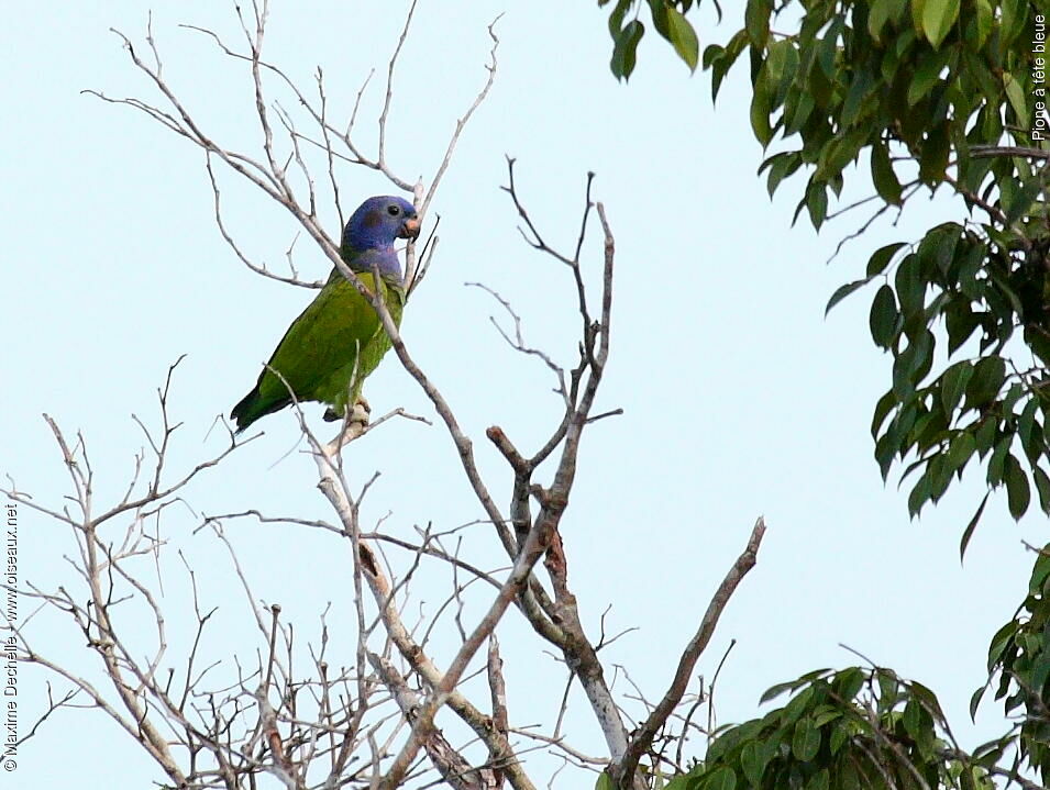 Pione à tête bleue