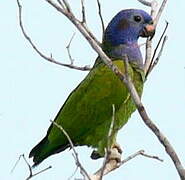 Blue-headed Parrot