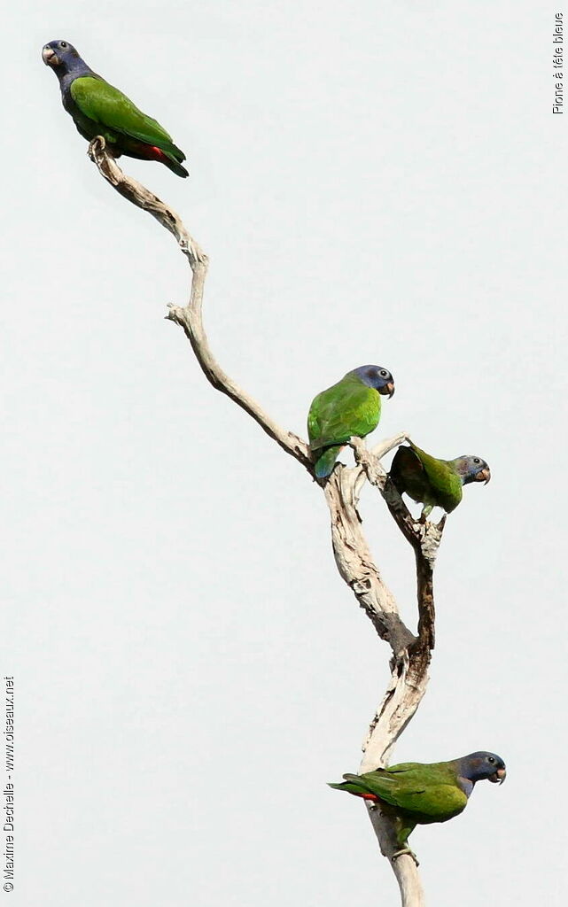 Pione à tête bleue, identification