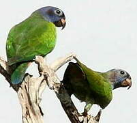 Blue-headed Parrot