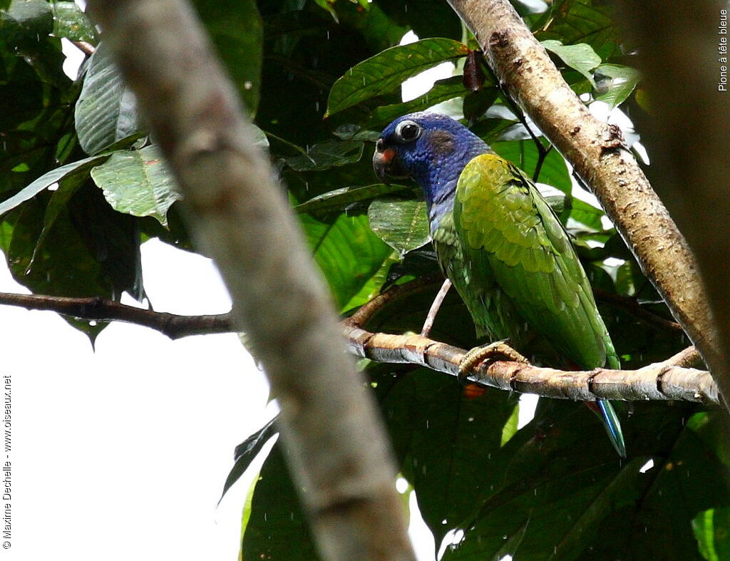 Pione à tête bleue, identification