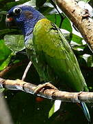 Blue-headed Parrot