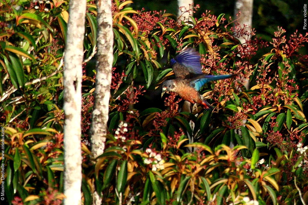 Dusky Parrot, Flight