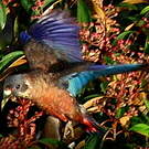 Pione violette