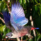 Pione violette