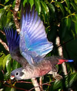 Dusky Parrot