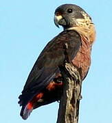 Dusky Parrot