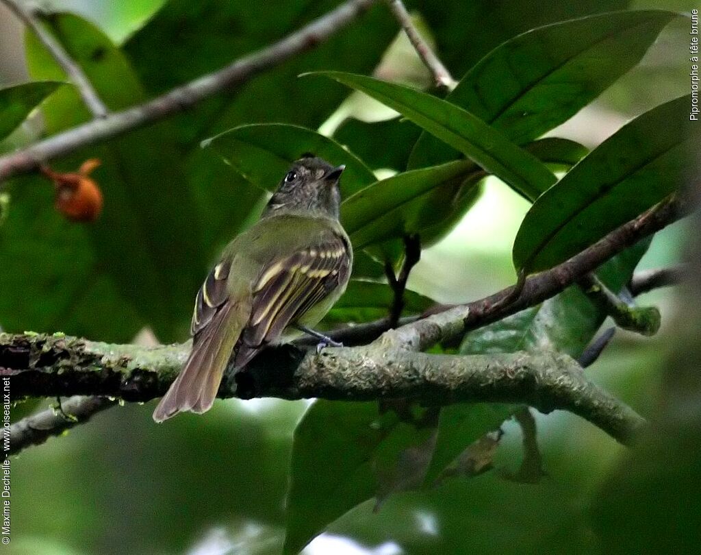 Sepia-capped Flycatcher