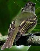 Sepia-capped Flycatcher