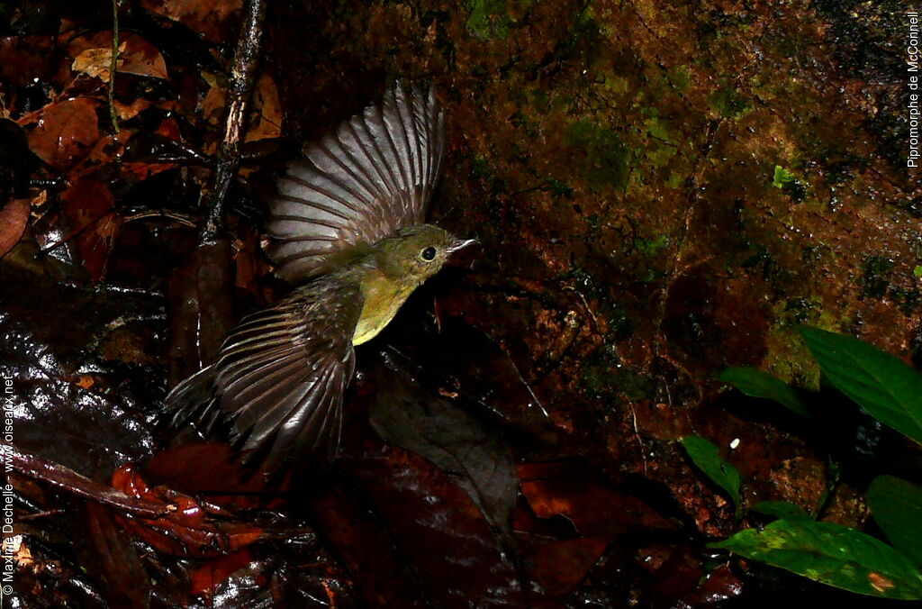 McConnell's Flycatcher, Flight