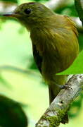 Ochre-bellied Flycatcher