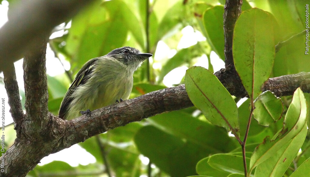 Platyrhynque poliocéphale, identification