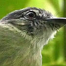 Platyrhynque poliocéphale