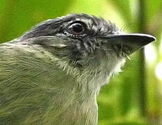 Grey-crowned Flatbill