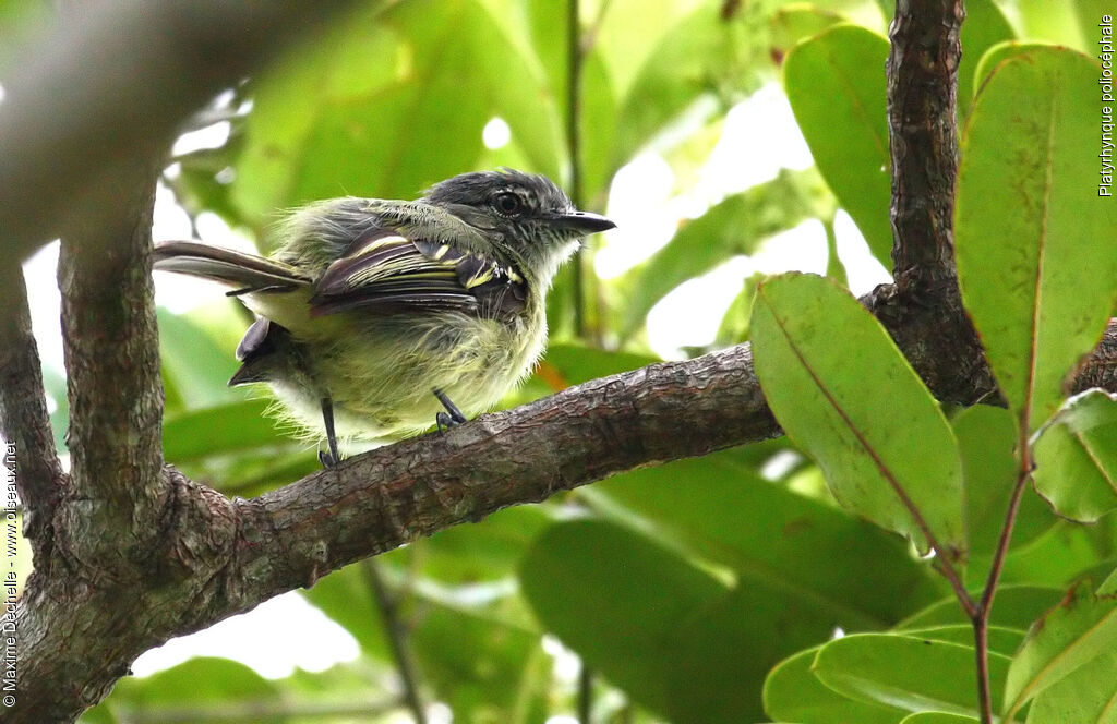 Platyrhynque poliocéphale, identification