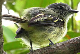 Grey-crowned Flatbill