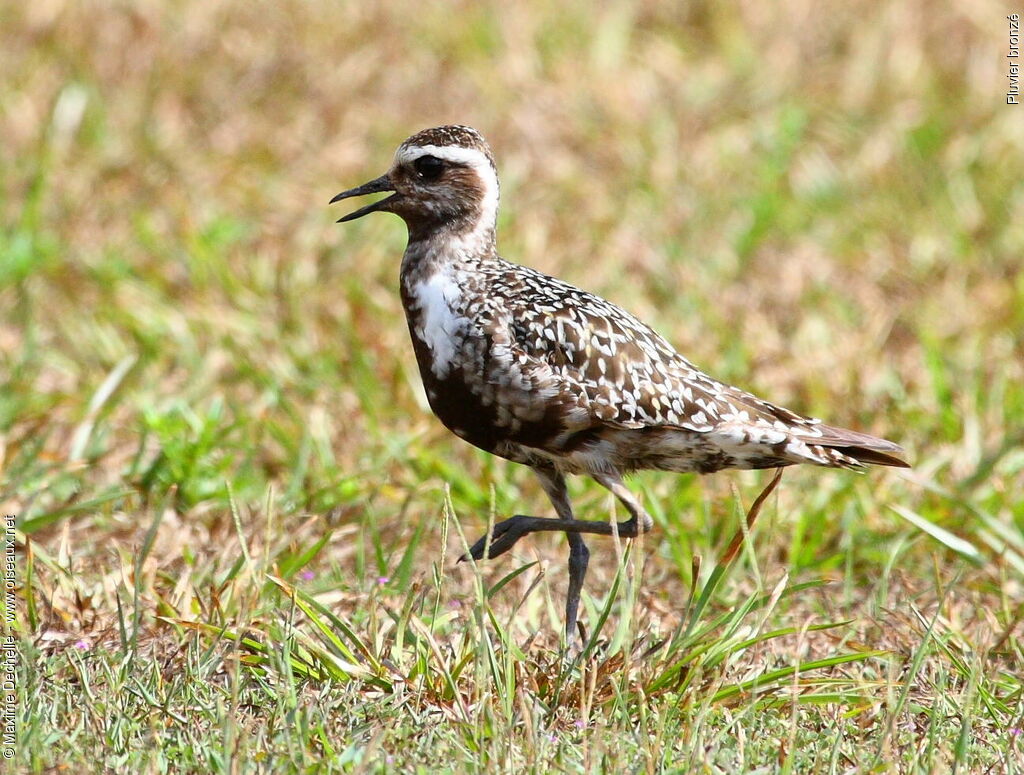 American Golden Plover