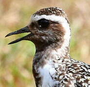 American Golden Plover