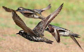 American Golden Plover